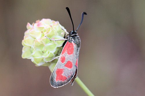 Zygaena loti phoenicea: Bild 1