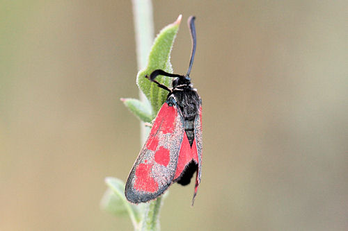 Zygaena loti phoenicea: Bild 2