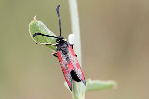 Zygaena loti phoenicea: Bild 3