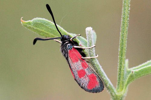 Zygaena loti phoenicea: Bild 4