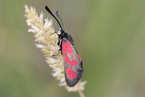 Zygaena loti phoenicea: Bild 5