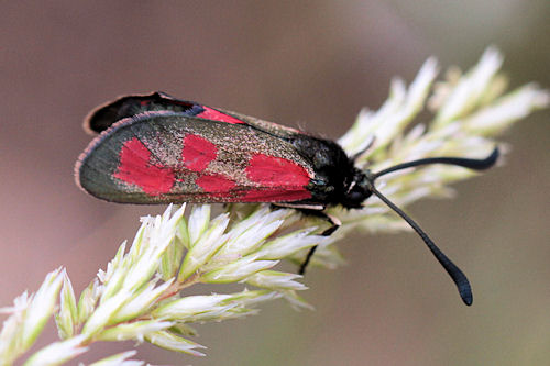 Zygaena loti phoenicea: Bild 6