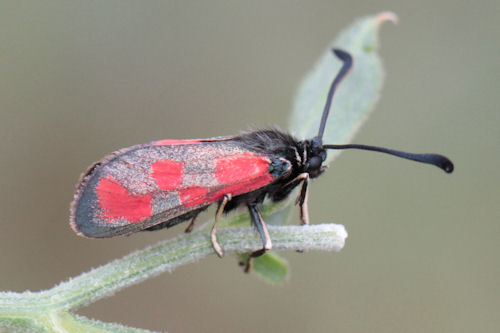 Zygaena loti phoenicea: Bild 7