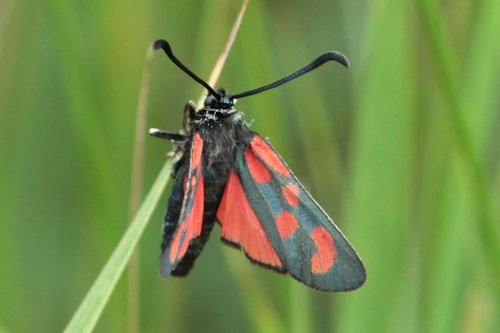 Zygaena loti phoenicea: Bild 8