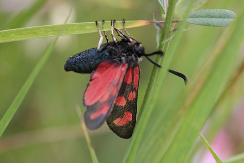 Zygaena loti phoenicea: Bild 9