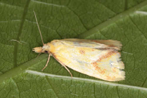 Agapeta hamana: Bild 1