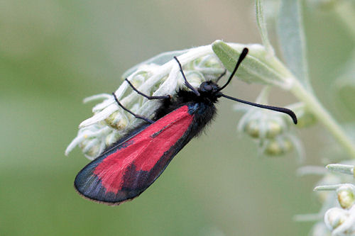 Zygaena minos: Bild 5