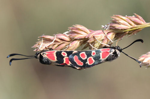 Zygaena carniolica suavis: Bild 36