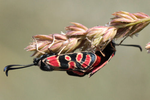 Zygaena carniolica suavis: Bild 37