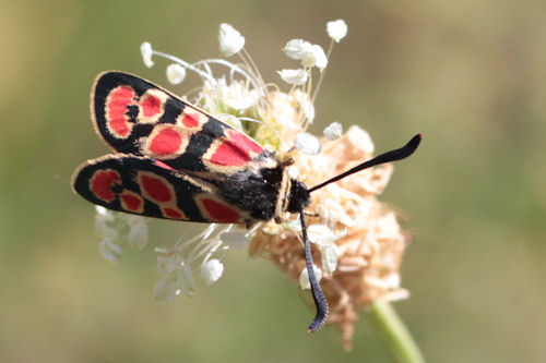 Zygaena carniolica suavis: Bild 8