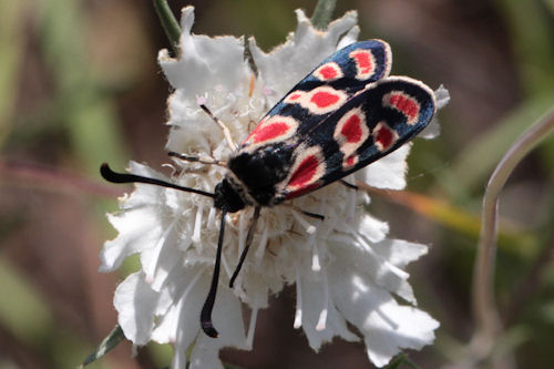 Zygaena carniolica suavis: Bild 10