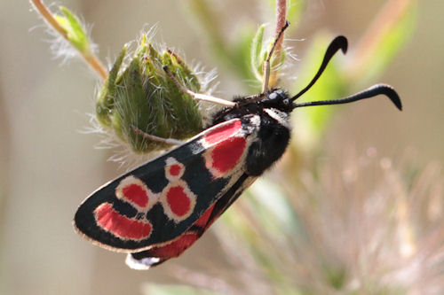 Zygaena carniolica suavis: Bild 11