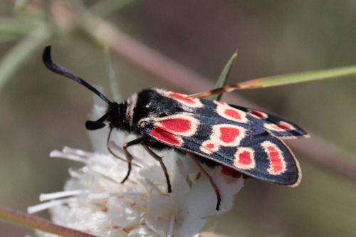 Zygaena carniolica suavis: Bild 12