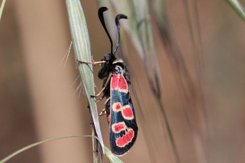 Zygaena carniolica suavis: Bild 13