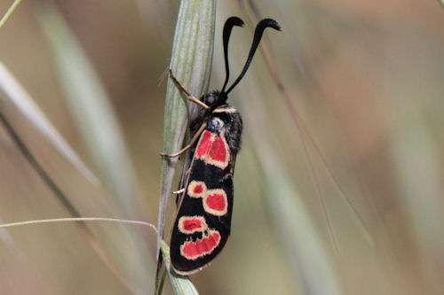 Zygaena carniolica suavis: Bild 14