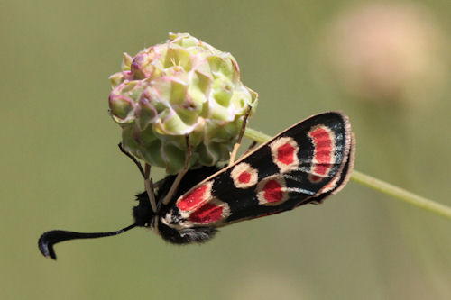 Zygaena carniolica suavis: Bild 15