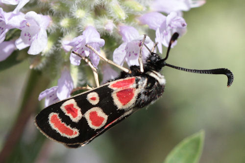 Zygaena carniolica suavis: Bild 16