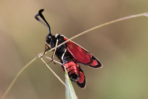 Zygaena carniolica suavis: Bild 35