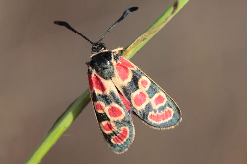 Zygaena carniolica suavis: Bild 18