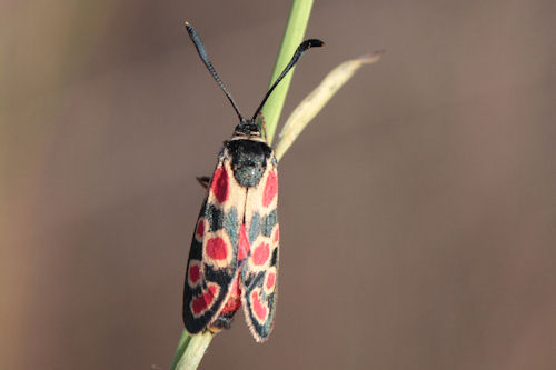 Zygaena carniolica suavis: Bild 19