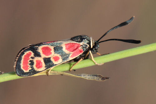 Zygaena carniolica suavis: Bild 20