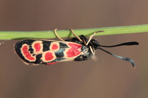 Zygaena carniolica suavis: Bild 21