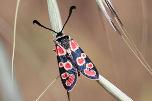 Zygaena carniolica suavis: Bild 22