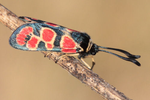 Zygaena carniolica suavis: Bild 23