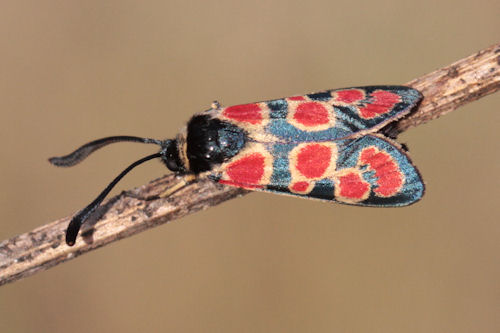 Zygaena carniolica suavis: Bild 24