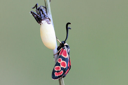 Zygaena carniolica suavis: Bild 25