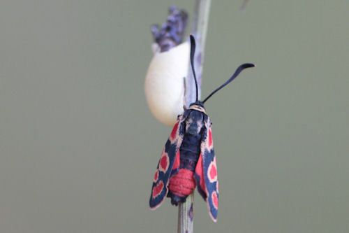 Zygaena carniolica suavis: Bild 26