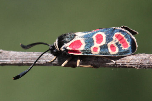 Zygaena carniolica suavis: Bild 27