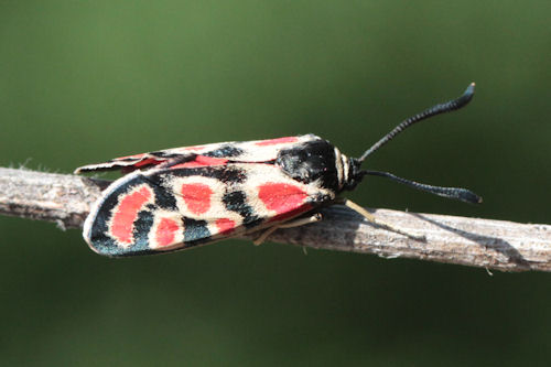 Zygaena carniolica suavis: Bild 28