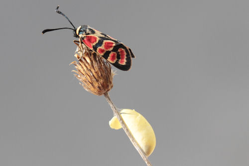 Zygaena carniolica suavis: Bild 29