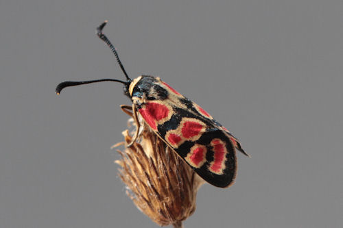 Zygaena carniolica suavis: Bild 30