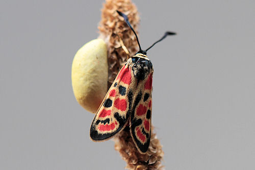 Zygaena carniolica suavis: Bild 31