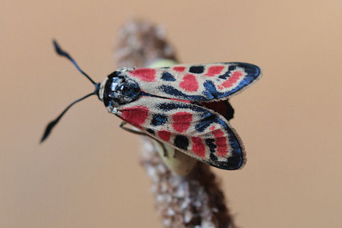 Zygaena carniolica suavis: Bild 32