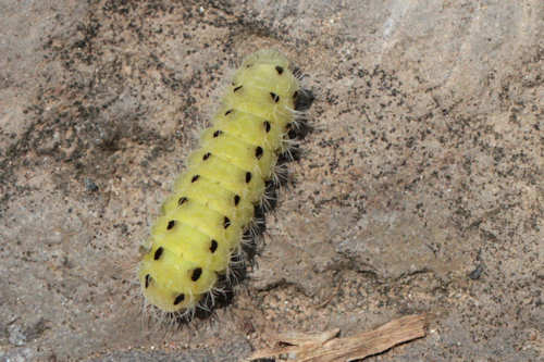 Zygaena dorycnii: Bild 11