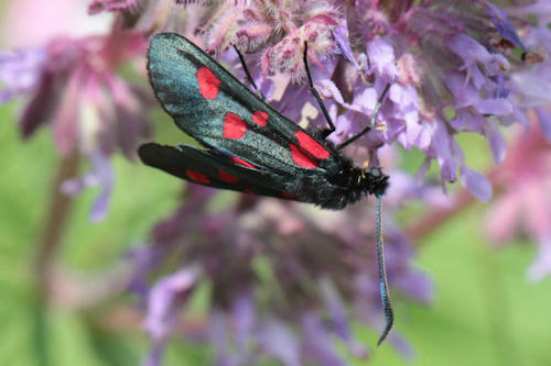 Zygaena lonicerae: Bild 8