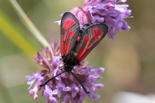 Zygaena loti: Bild 8