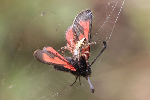 Zygaena purpuralis chamurli: Bild 8