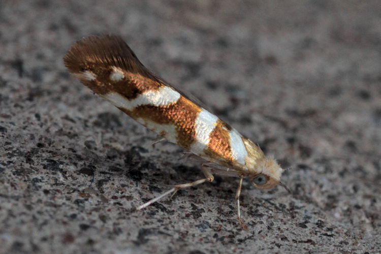 Argyresthia goedartella: Bild 4