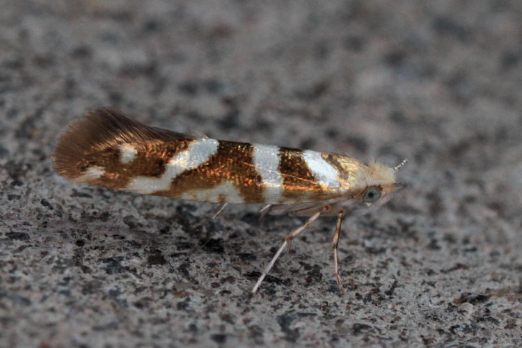 Argyresthia goedartella: Bild 5