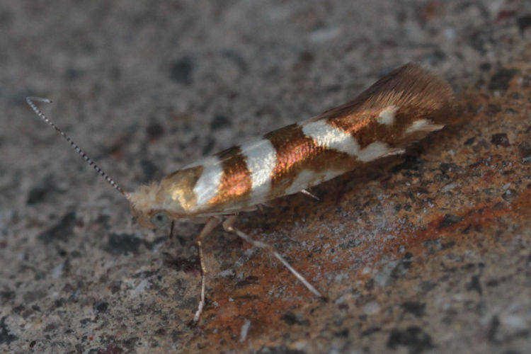 Argyresthia goedartella: Bild 6