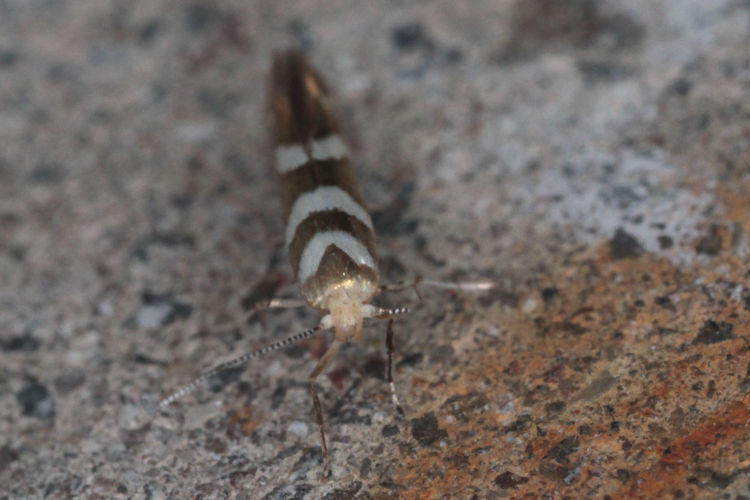 Argyresthia goedartella: Bild 7