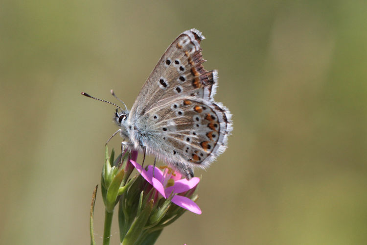 Aricia anteros: Bild 15