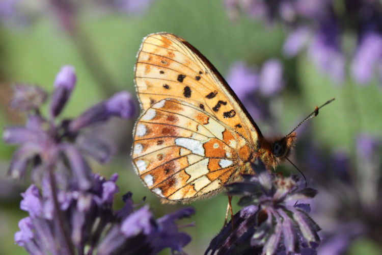 Boloria euphrosyne dagestanica: Bild 7