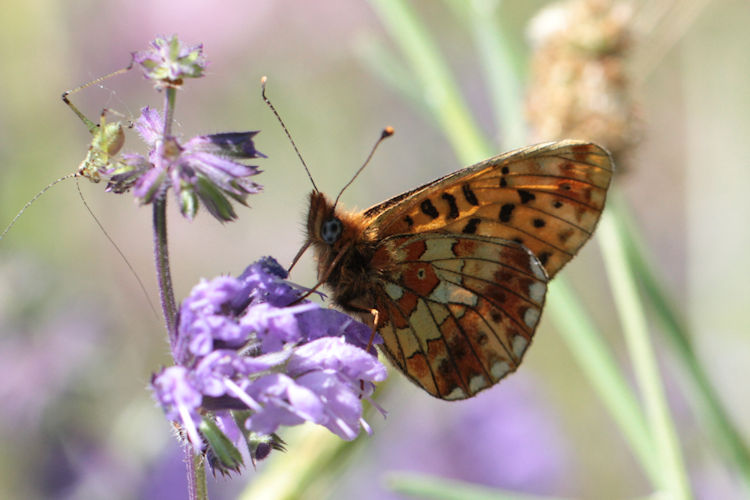 Boloria euphrosyne dagestanica: Bild 8