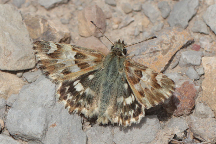Muschampia lavatherae: Bild 3