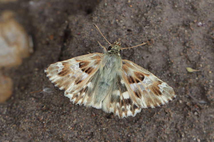 Muschampia lavatherae: Bild 5